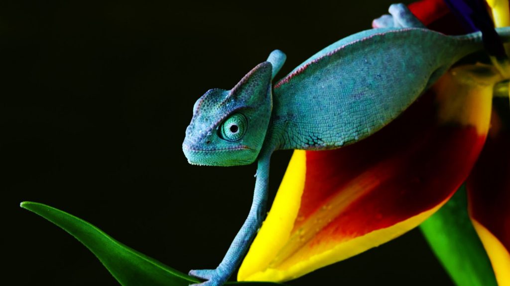 Chameleon In Blue With Keen Eyes Hd Wallpaper