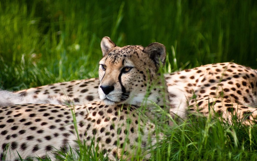 Cheetah Dual With Keen Eyes Fhd Wallpaper