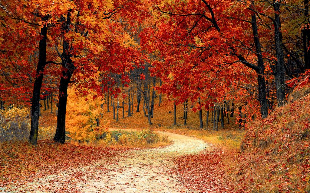 Colourful Autumn Breeze Fhd Wallpaper