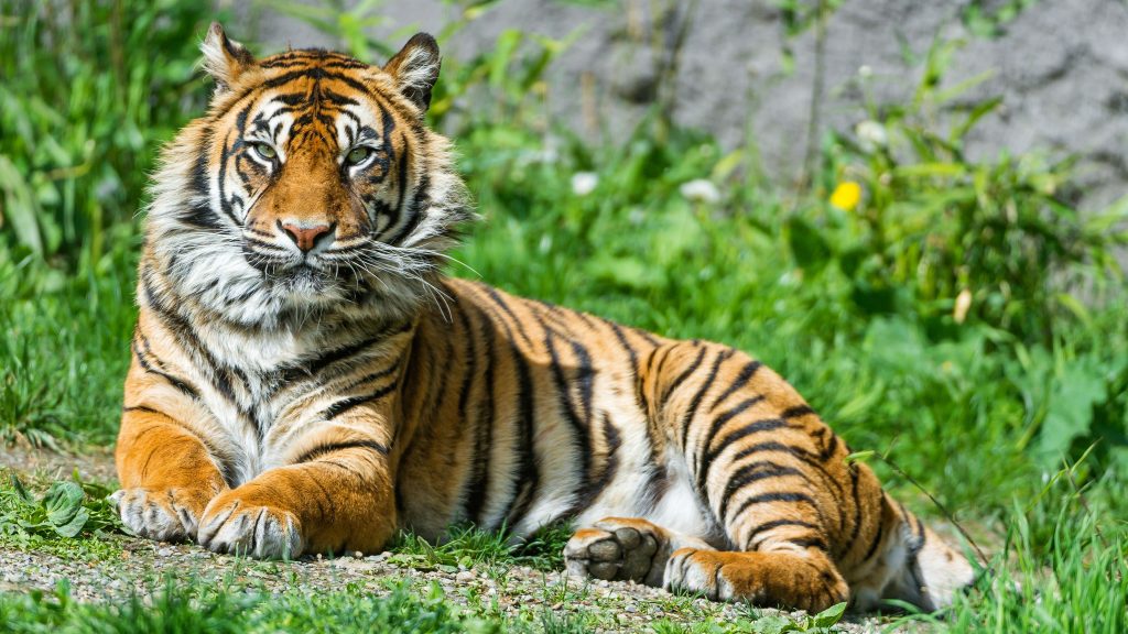 Cool Calm Sumatran Tigress 4k Uhd Wallpaper