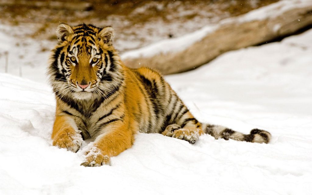 Cool Dignified Tiger Fhd Wallpaper