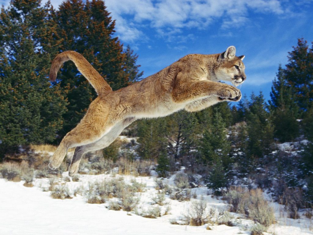 Courgeous Cougar Raising Arms Hd Wallpaper