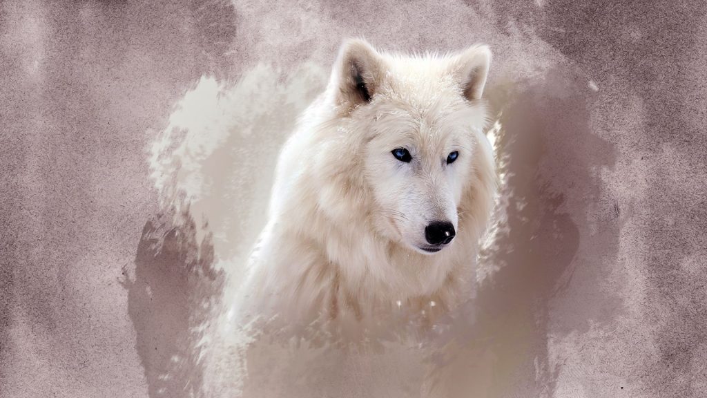 Creative Graphic The Wolf Fhd Wallpaper