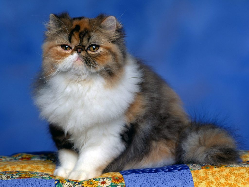 Cute Chubby Persian Calico Kitten Hd Wallpaper