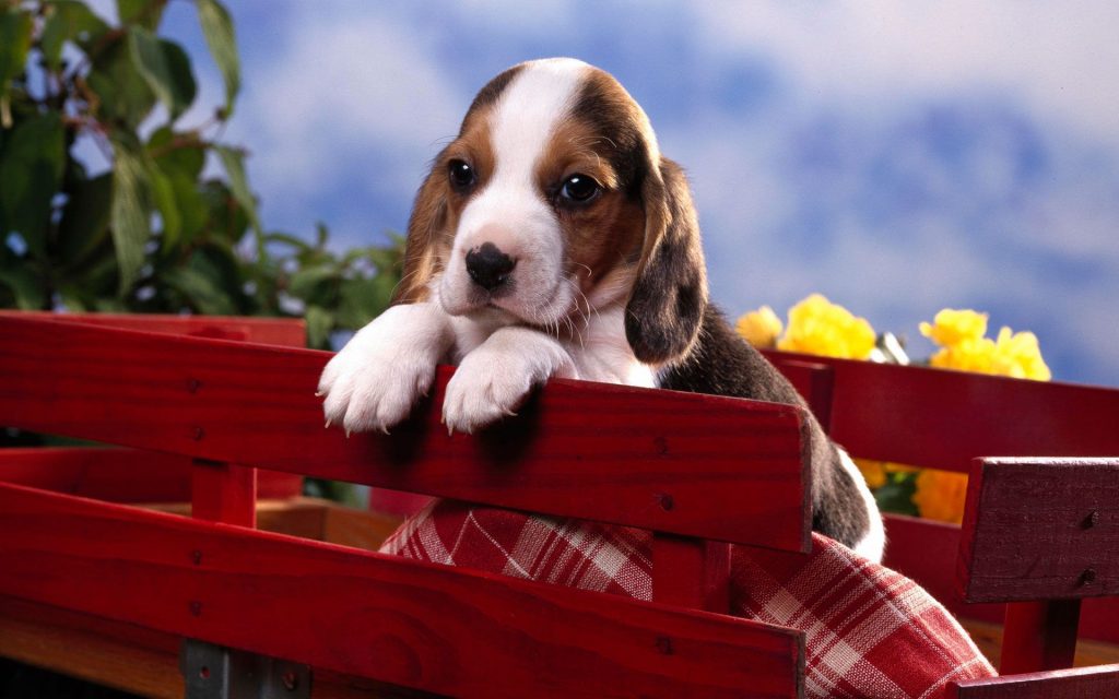 Cute Chubby Puppy Fhd Wallpaper