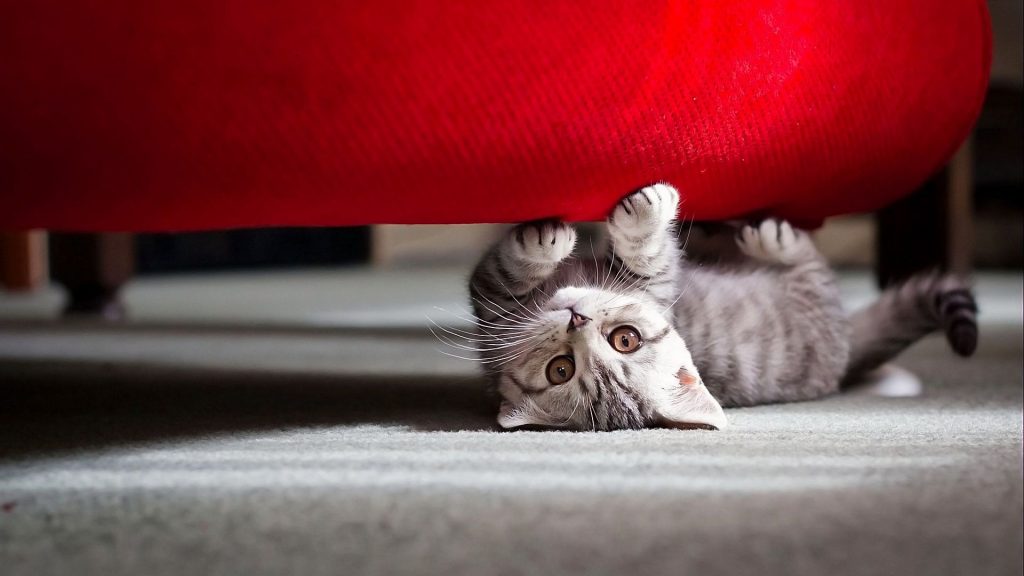 Cute Crazy Cat Under Sofa Fhd Wallpaper