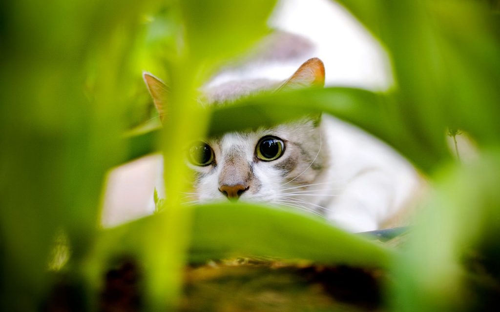Cute Curious Hidden Cat Fhd Wallpaper