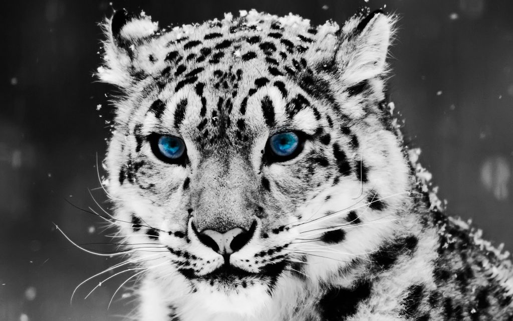 Cute Curious Snow Blue Eye Leopard Fhd Wallpaper