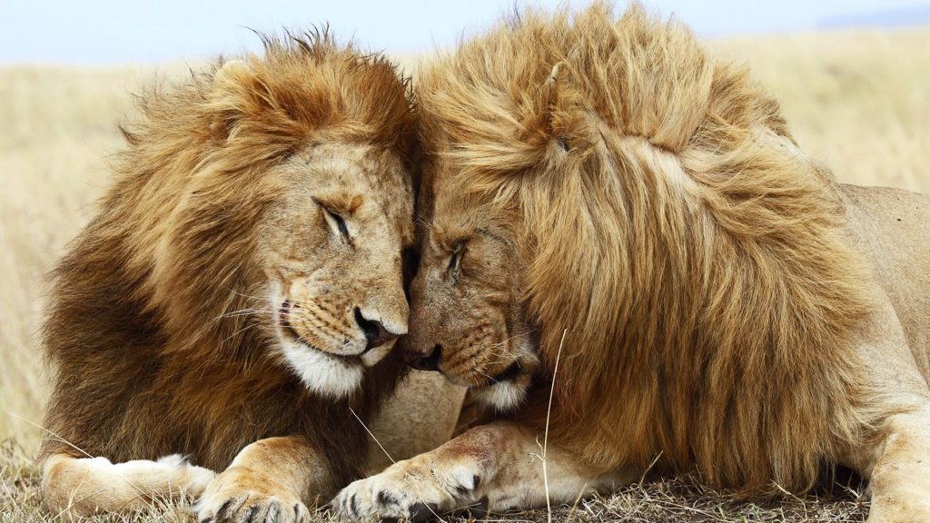 Cute Fhd Lions Pair Loving Each Other Wallpaper