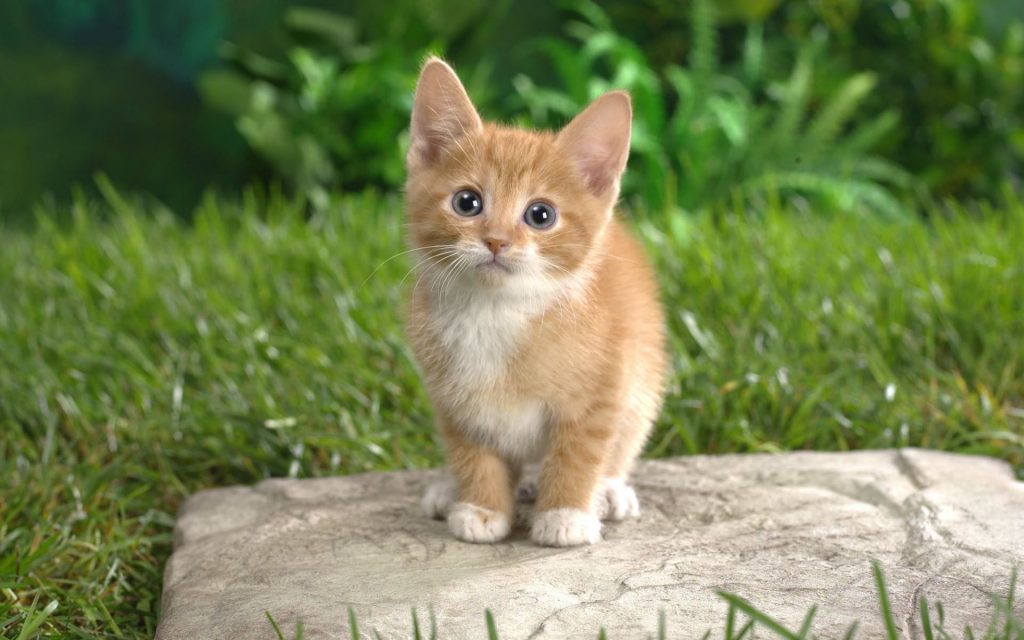 Cute Furry Kitten With Curiosity Fhd Wallpaper