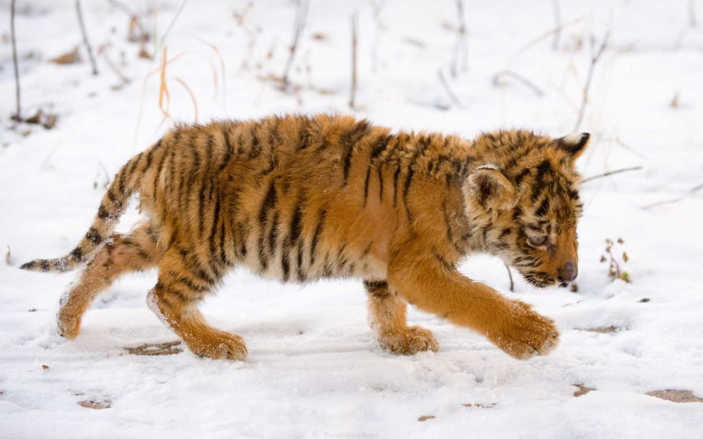 Cute Furry Snow Tiger Cub Fhd Wallpaper