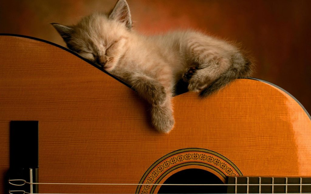 Cute Little Furry Relax In Music Fhd Wallpaper