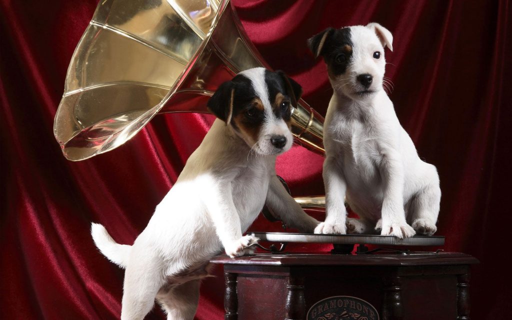 Cute Little Music Lovers Fhd Dog Wallpapers