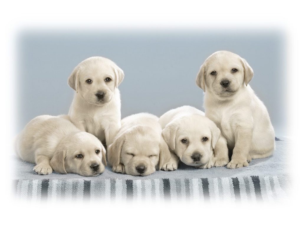 Cute Little White Curious Puppies Hd Wallpaper