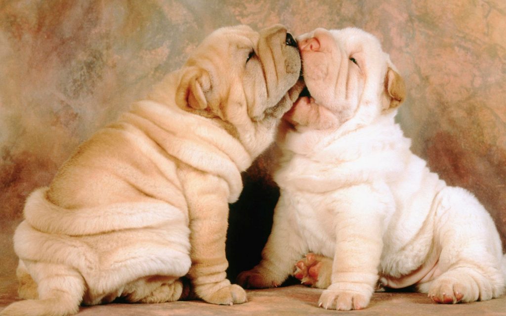 Cute Love Bug Puppies Fhd Wallpaper