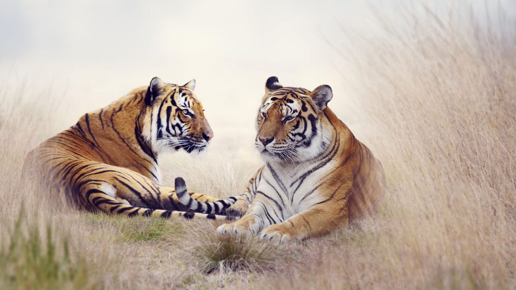 Cute Lovely Tiger Pair 5k Uhd Wallpaper