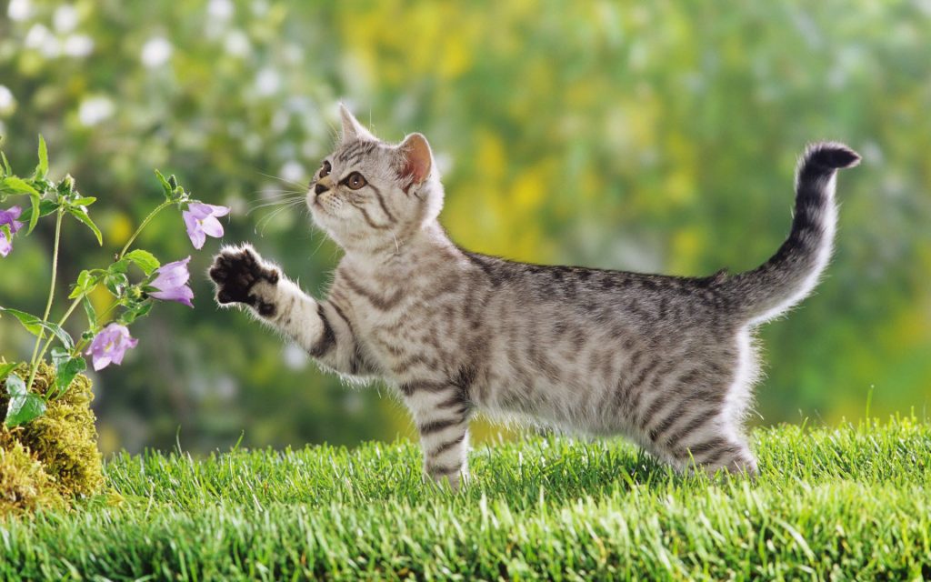 Cute Naughty British Shorthair Kitten Fhd Wallpaper