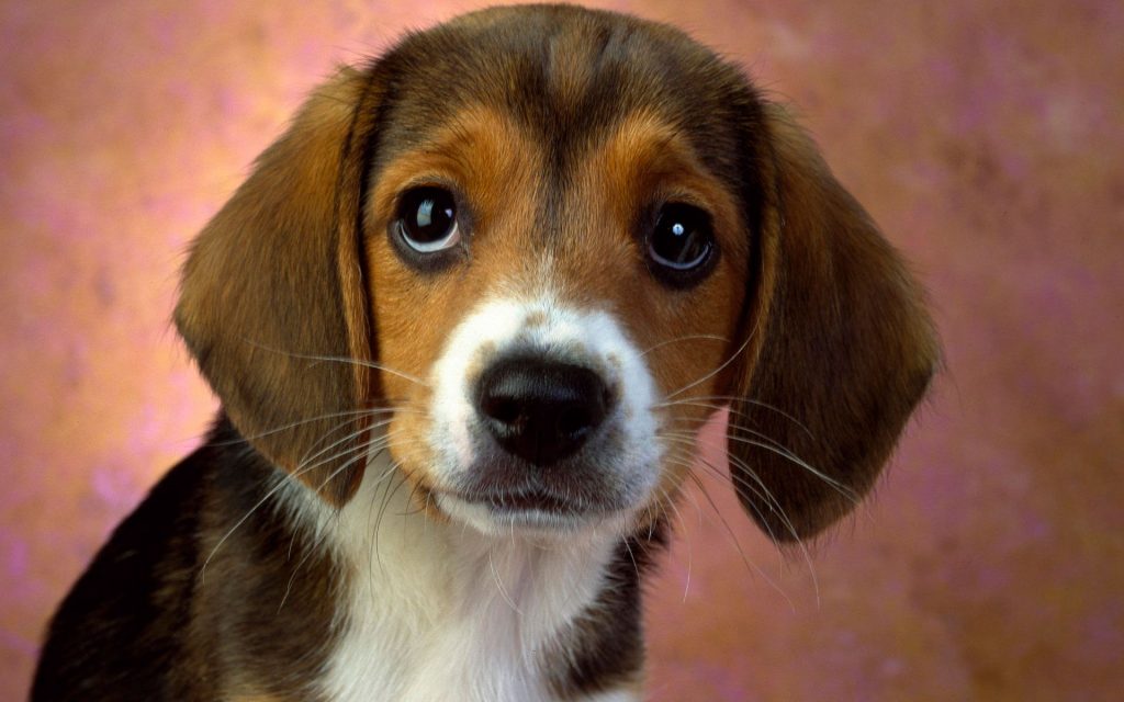 Cute Puppy Keen Eyes Fhd Wallpaper