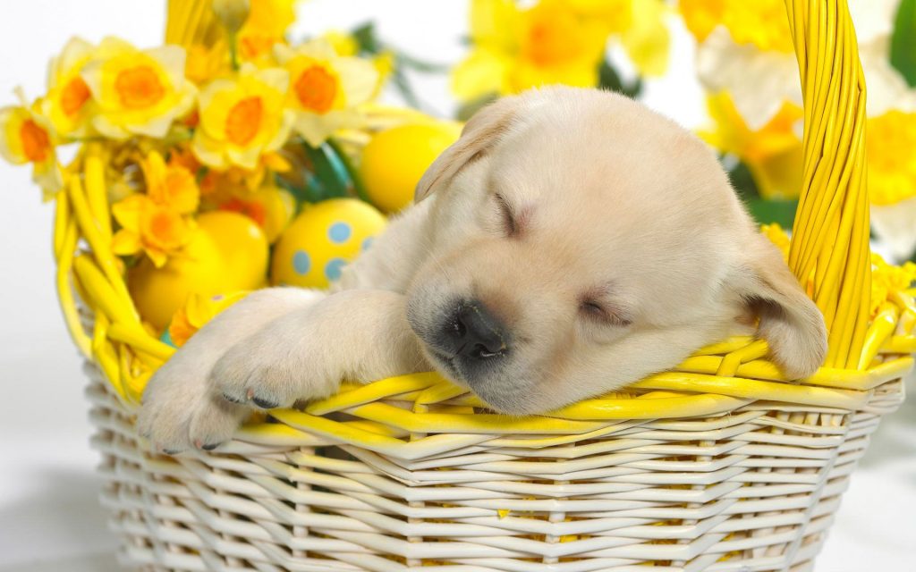 Cute Puppy Relax In Basket Fhd Wallpaper