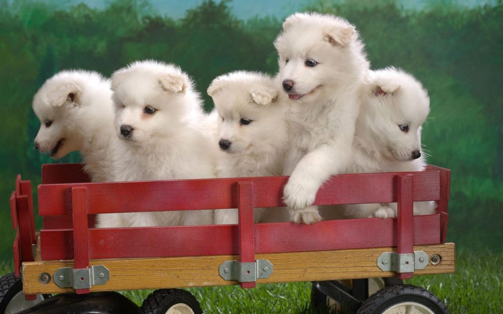 Cute Puzzy Puppies On Ride Fhd Wallpaper