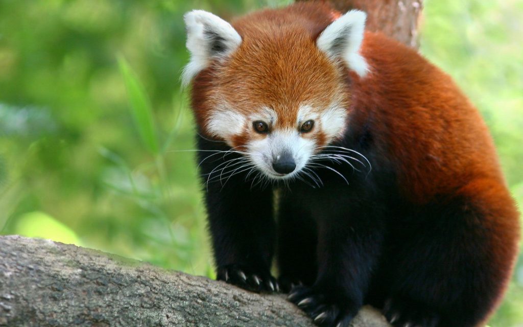 Cute Red Panda Keen Watch Fhd Wallpaper