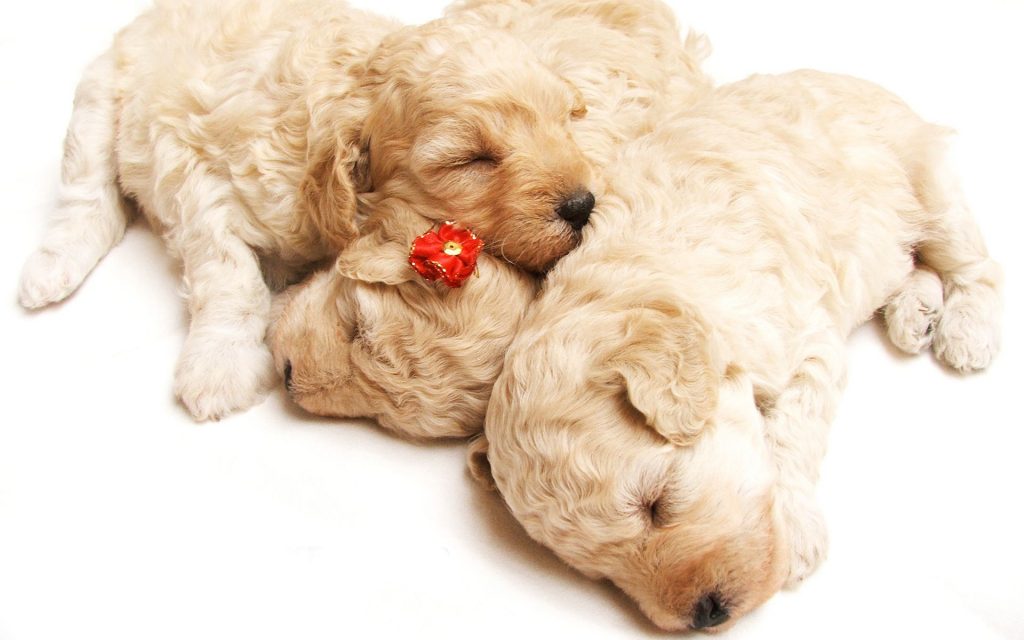 Cute Sleeping Cuddles Fhd Wallpaper