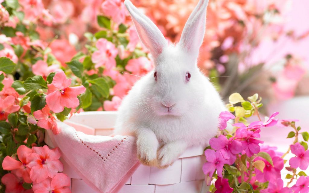 Cute White Rabbit On Flower Basket Fhd Wallpaper