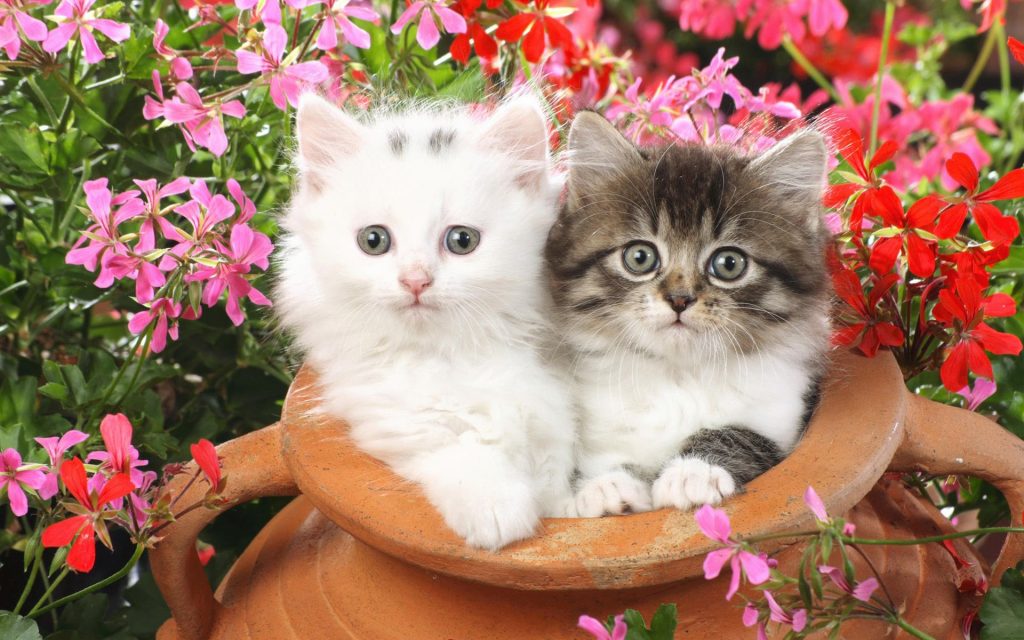 Cutest Cat Friends Curious Fhd Wallpaper