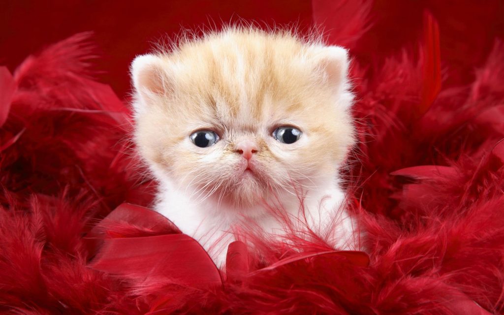 Cutest Little Kitten On Red Fur Fhd Wallpaper