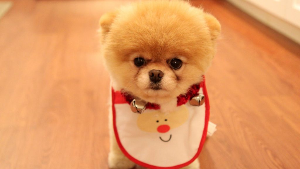 Cutest Puppy With Bow Fhd Wallpaper
