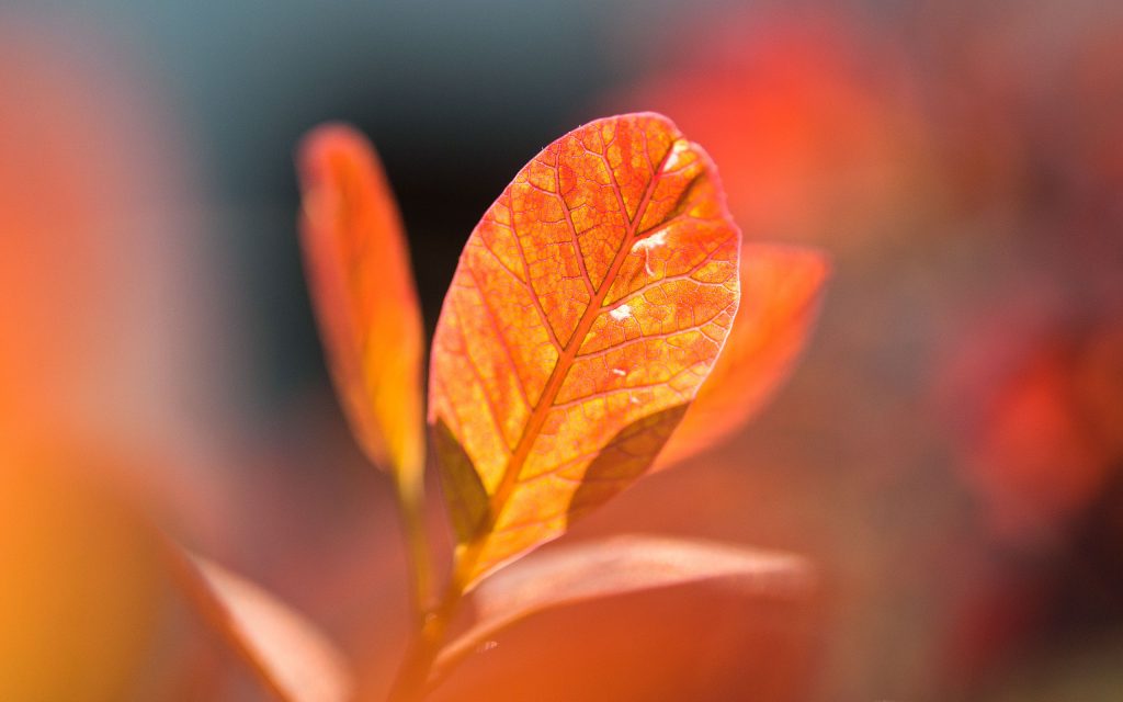 Dazzling Orange Autumn Leaves Fhd Wallpaper