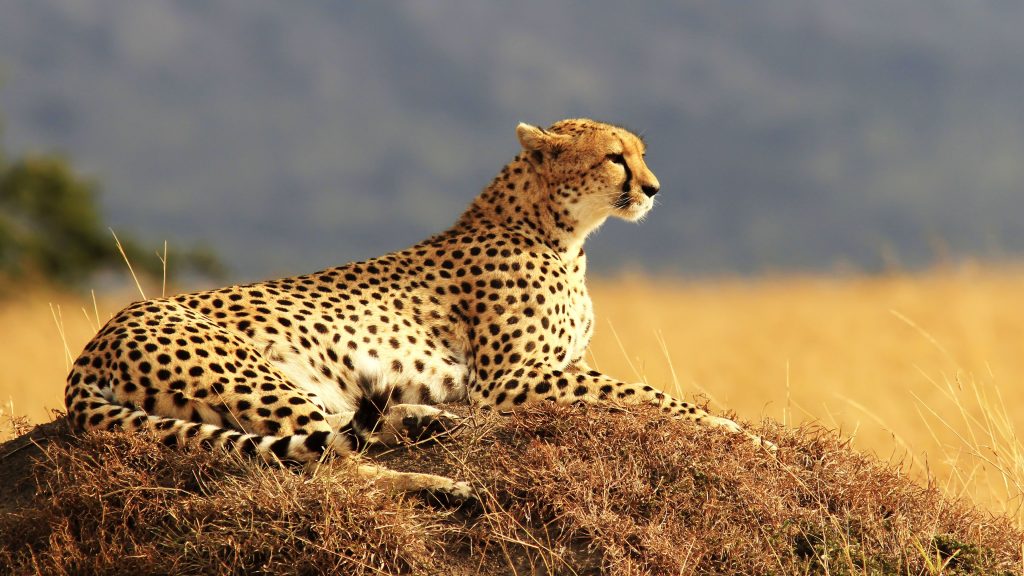 Dominant Cheetah In Relax 4k Uhd Wallpaper