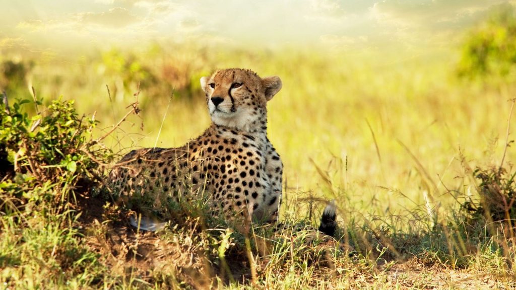 Energetic African Cheetah Fhd Wallpaper