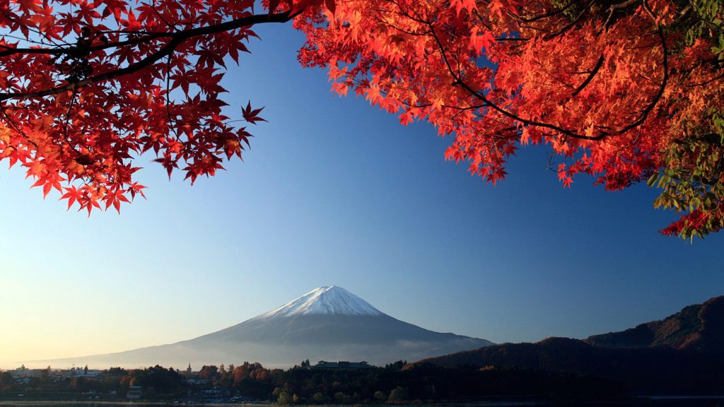 Eyecatching Red Maple Tree And Mount Fuji Fhd Wallpaper