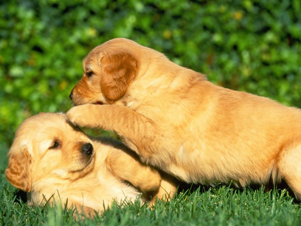 Fighting Pampers Puppies Hd Wallpaper