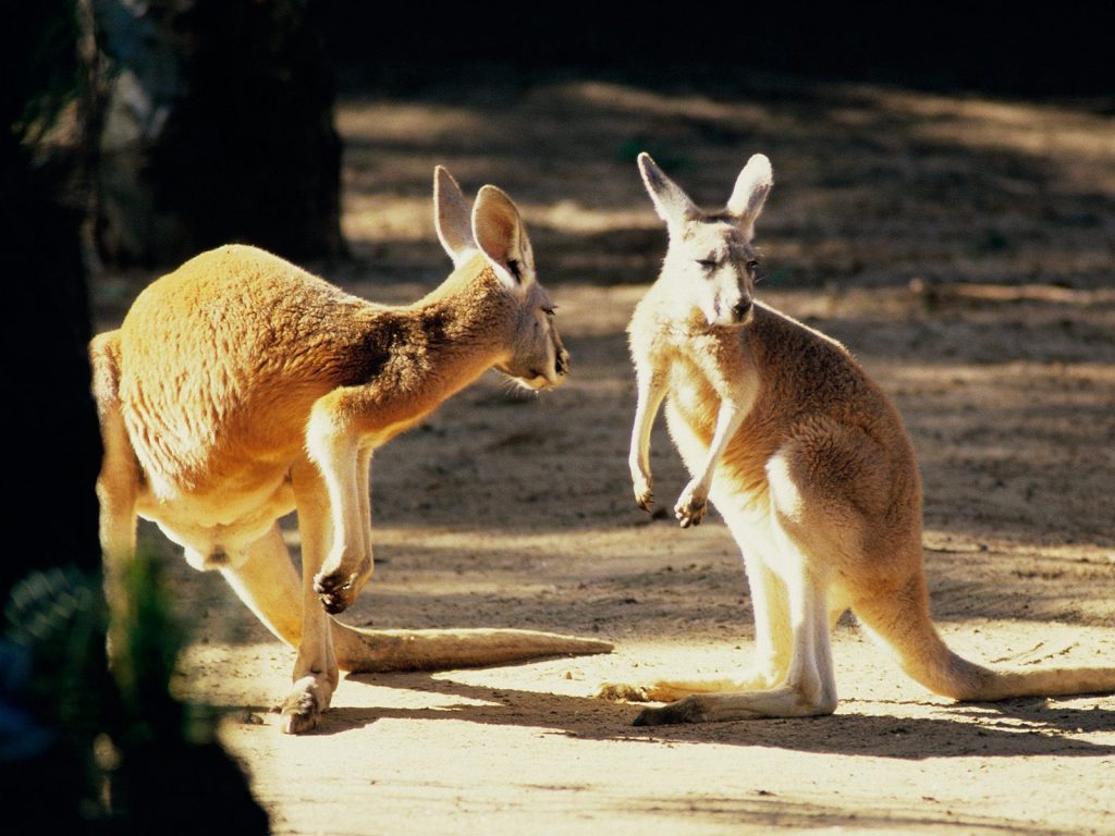 Friendly Kangaroo In Australia Hd Wallpaper