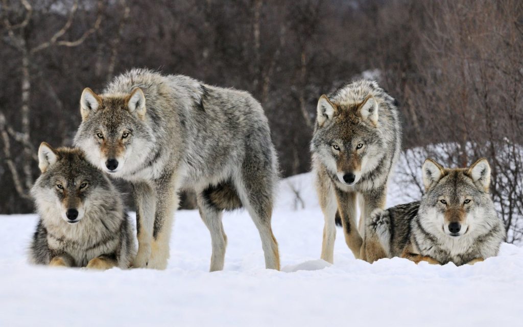 Frightening Gray Wolves Fhd Wallpaper