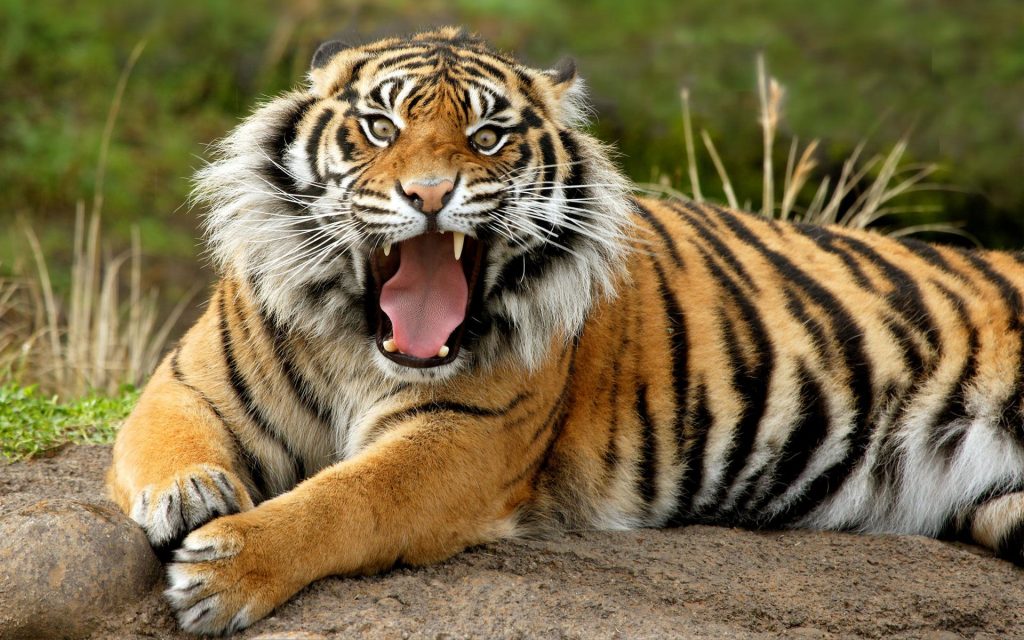 Frightening Roar Dangerous Tiger Fhd Wallpaper