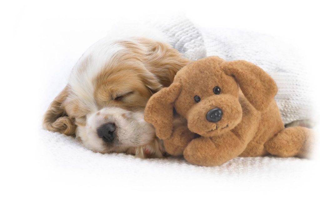 Furry Puppy With Fur Friend Fhd Wallpaper