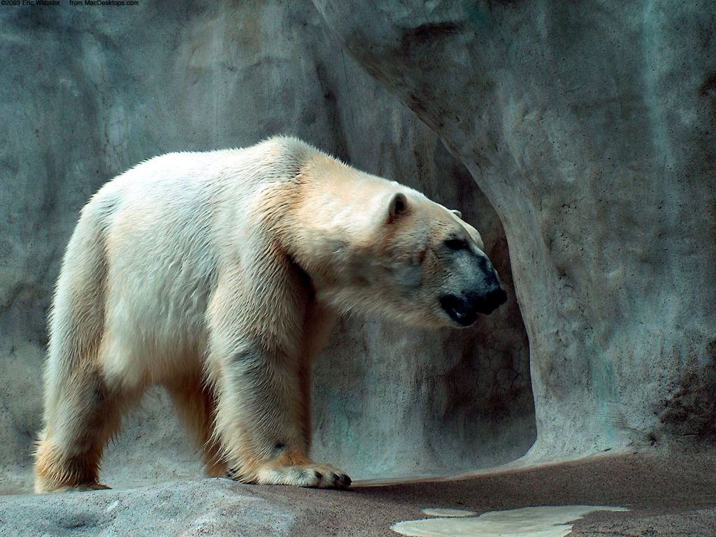 Giant Polar Bear Hd Wallpaper