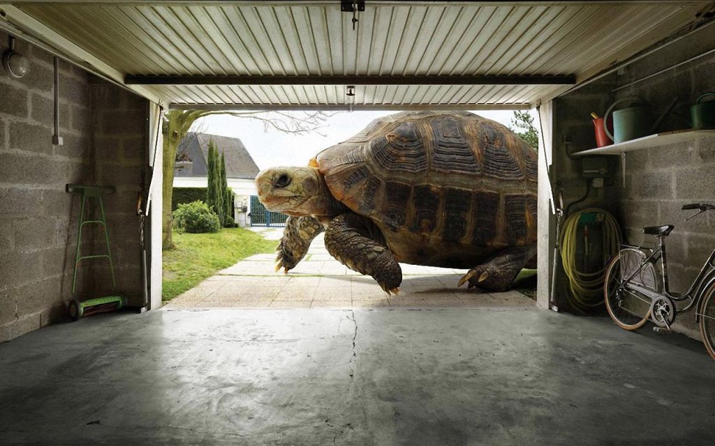 Giant Tortoise Moving Fhd Wallpaper