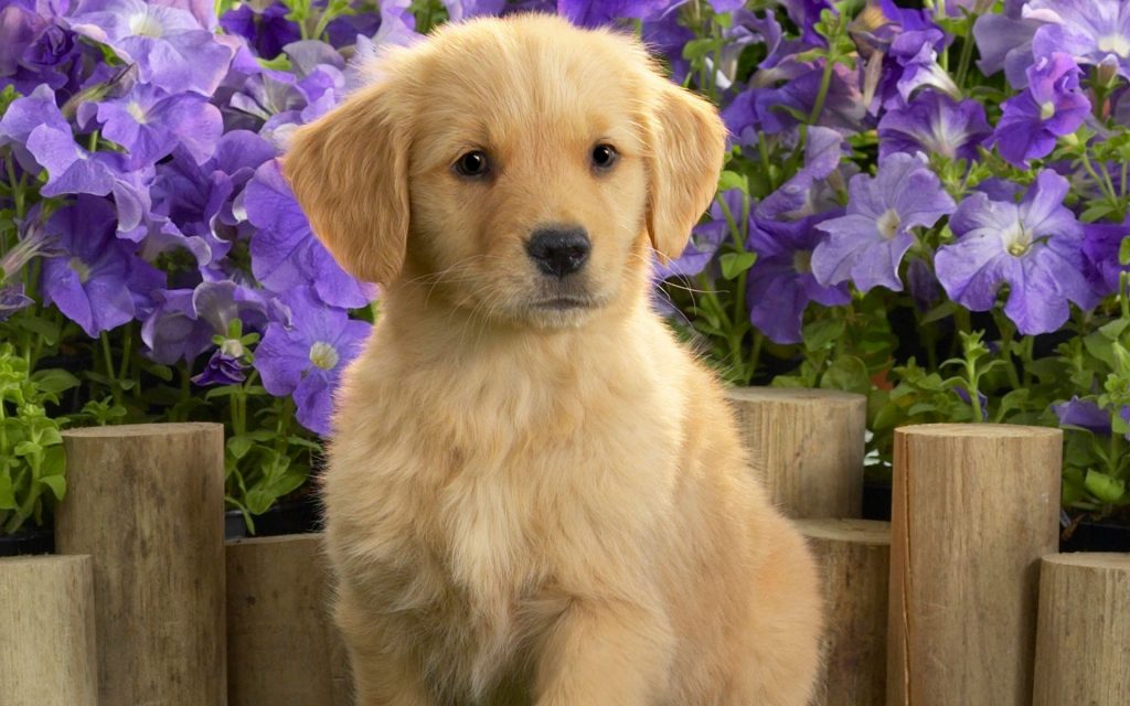 Golden Pretty Labrador Puppy In Garden Fhd Wallpaper