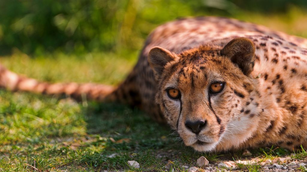 Grand Wild Cheetah Lying Fhd Wallpaper