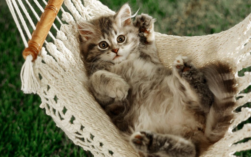Grey Shorthair Cat Relax In Swing Fhd Wallpaper