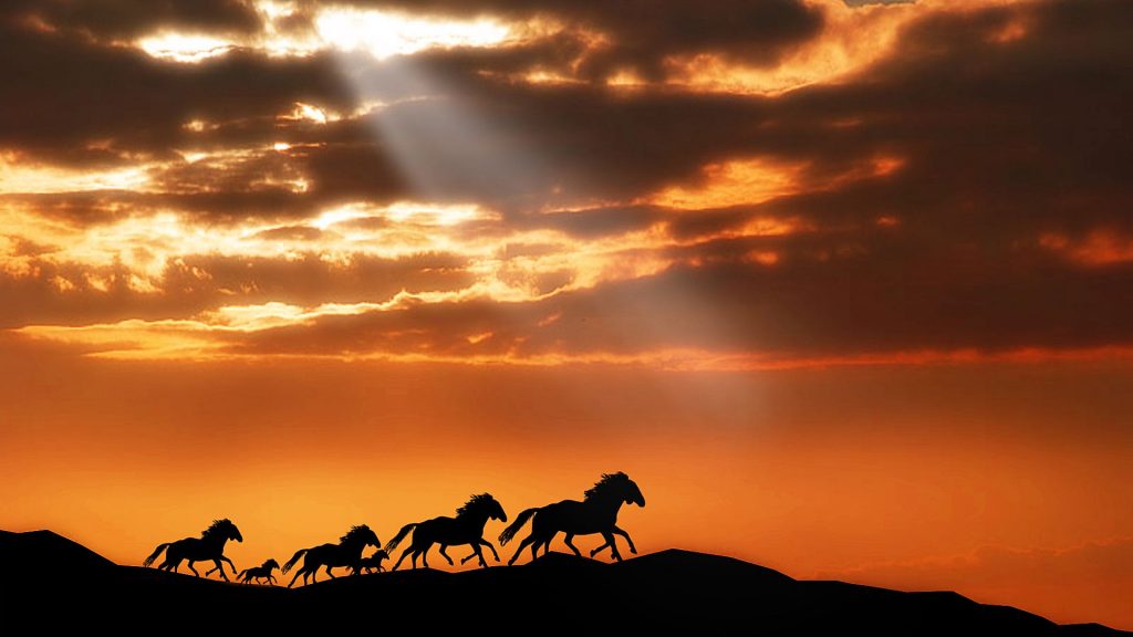 Group Of Horses Sunrise Fhd Wallpaper