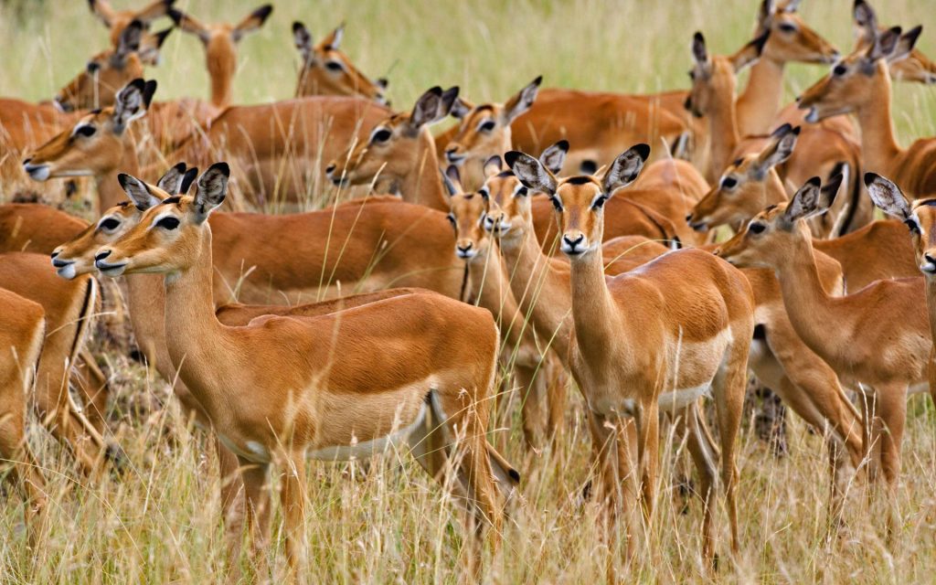 Herd Of Female Impala In Deep Forest Fhd Wallpaper