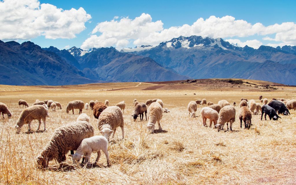 Herds Of Sheep On Grassland Fhd Wallpaper
