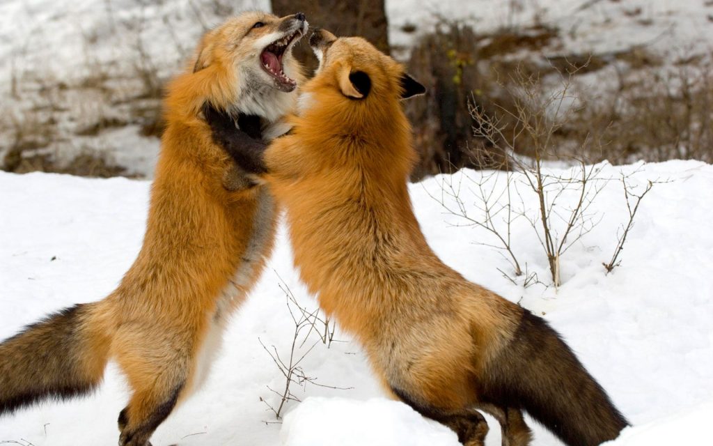 Horrid Fighting Of Red Foxes Fhd Wallpaper