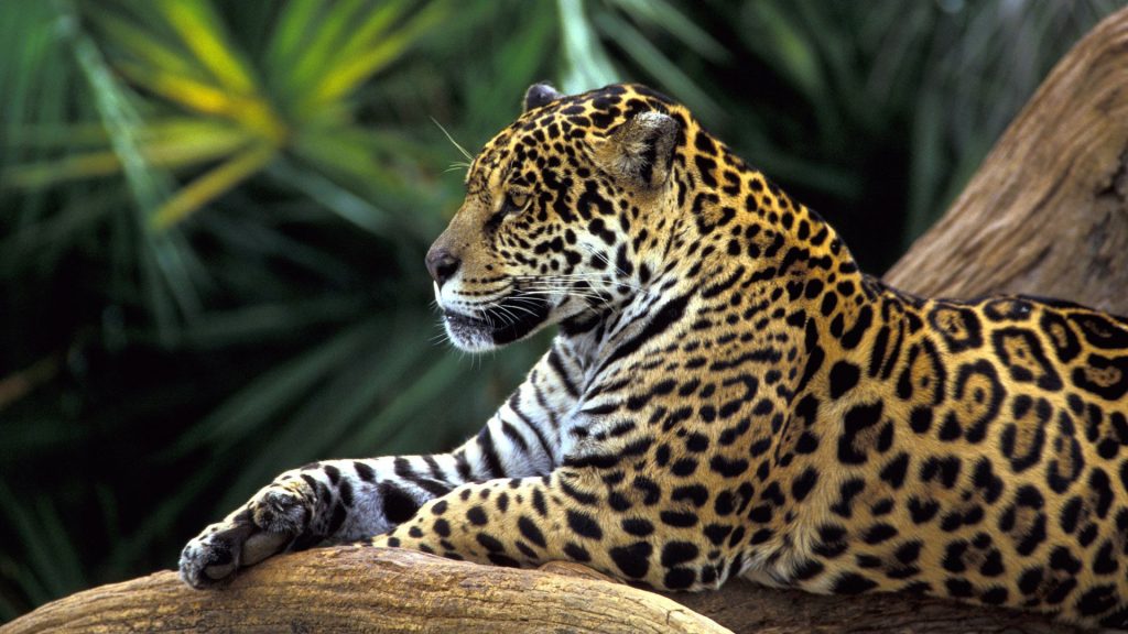 Jaguar In Relax Fhd Wallpaper