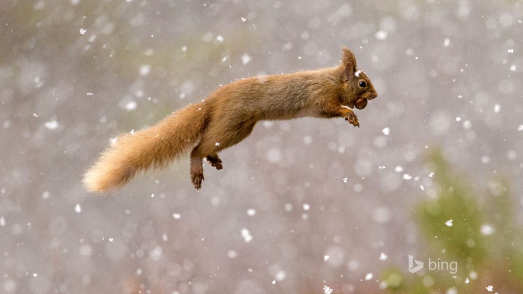 Jumping Red Squirrel With Nuts Fhd Wallpaper